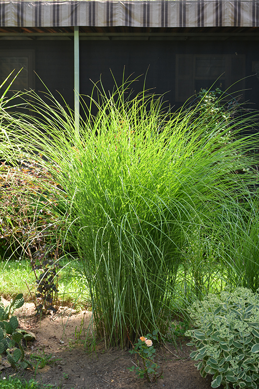 Gracillimus Maiden Grass (Miscanthus sinensis 'Gracillimus') at Longfellow's Greenhouses