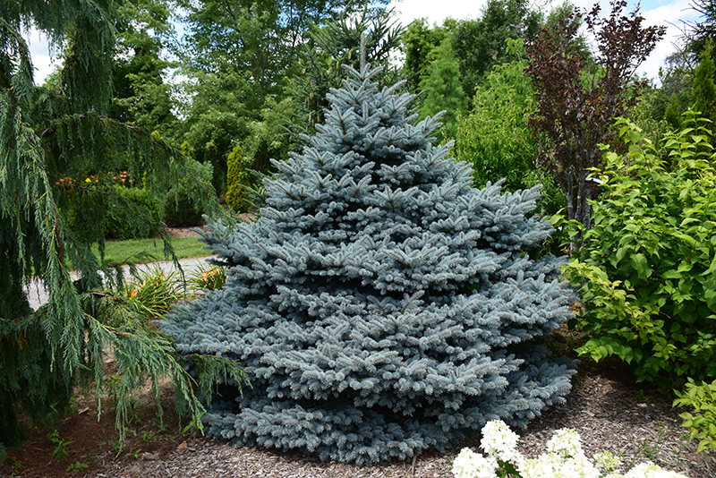 Montgomery Blue Spruce (Picea pungens 'Montgomery') at Longfellow's Greenhouses