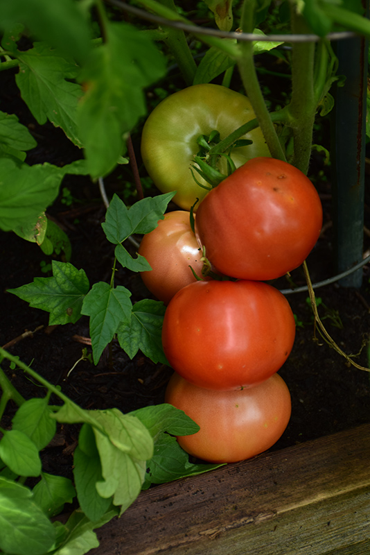 Big Beef Tomato (Solanum lycopersicum 'Big Beef') at Longfellow's Greenhouses