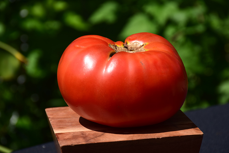 Brandywine Red Tomato (Solanum lycopersicum 'Brandywine Red') at Longfellow's Greenhouses