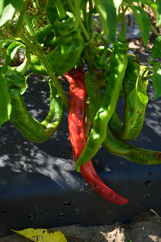 Long Thin Cayenne Pepper (Capsicum annuum 'Long Thin Cayenne') at Longfellow's Greenhouses