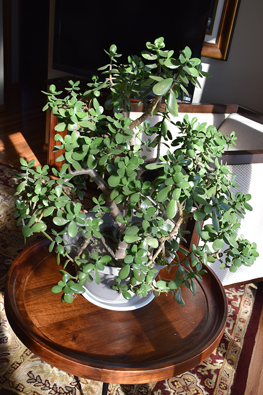 Jade Plant (Crassula ovata) at Longfellow's Greenhouses
