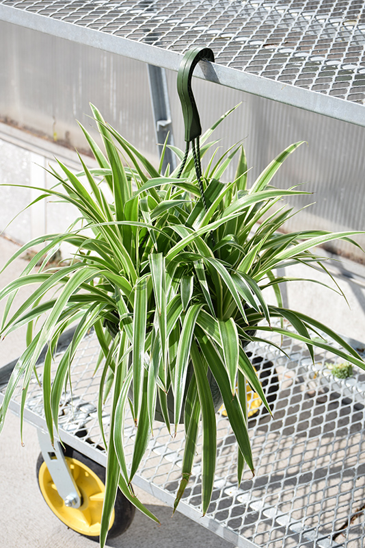 Chlorophytum comosum, Variegated Spider Plant