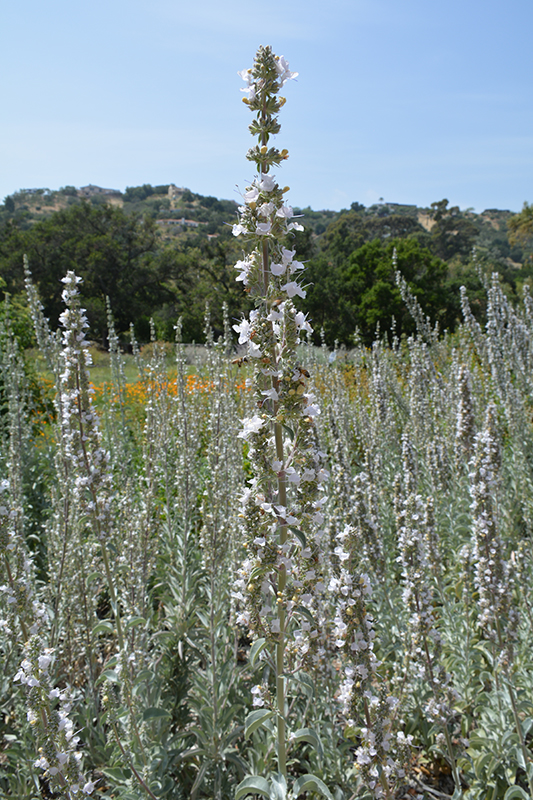 White Sage (Salvia apiana) at Longfellow's Greenhouses