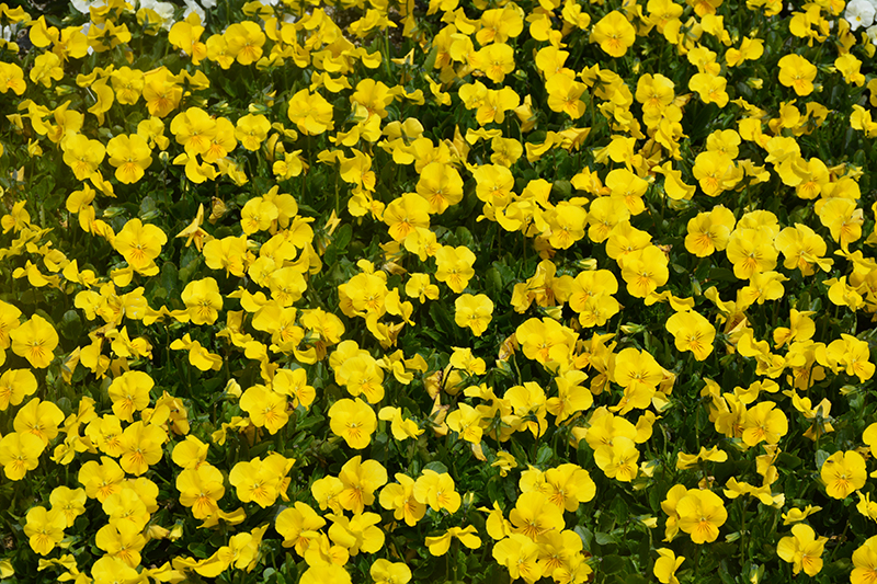 Penny Yellow Pansy (Viola cornuta 'Penny Yellow') at Longfellow's Greenhouses