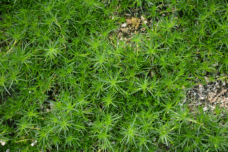 Irish Moss (Sagina subulata) at Longfellow's Greenhouses