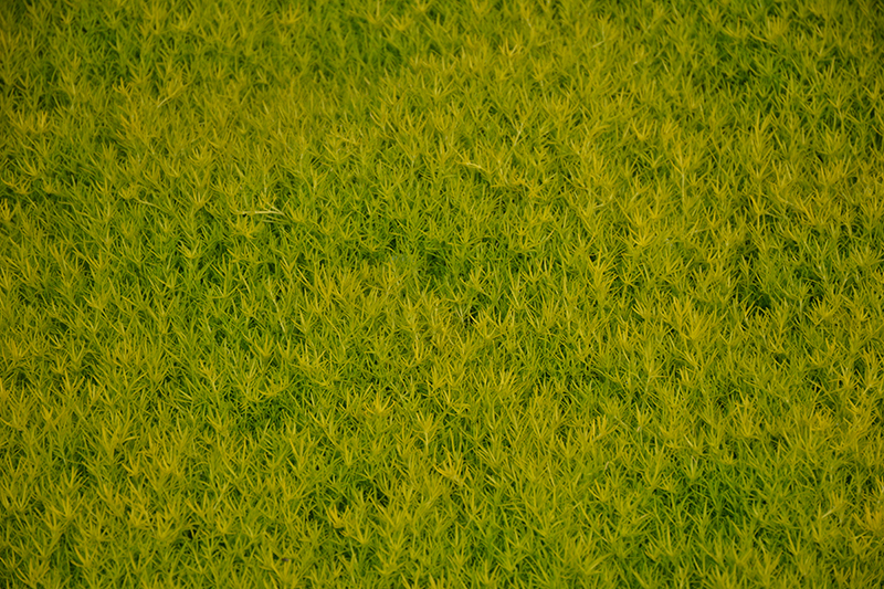 Scotch Moss (Sagina subulata 'Aurea') at Longfellow's Greenhouses