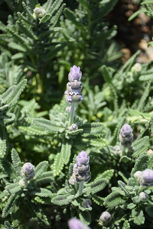 French Lavender (Lavandula dentata) at Longfellow's Greenhouses