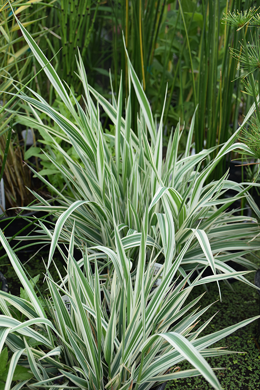 Tricolor Ribbon Grass (Phalaris arundinacea 'Feecy's Form') at Longfellow's Greenhouses
