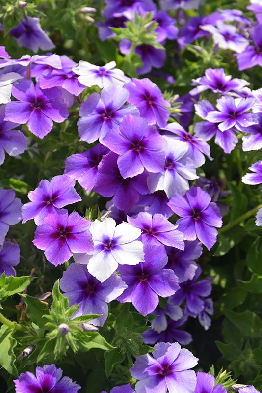 Intensia Blueberry Annual Phlox (Phlox 'Intensia Blueberry') at Longfellow's Greenhouses