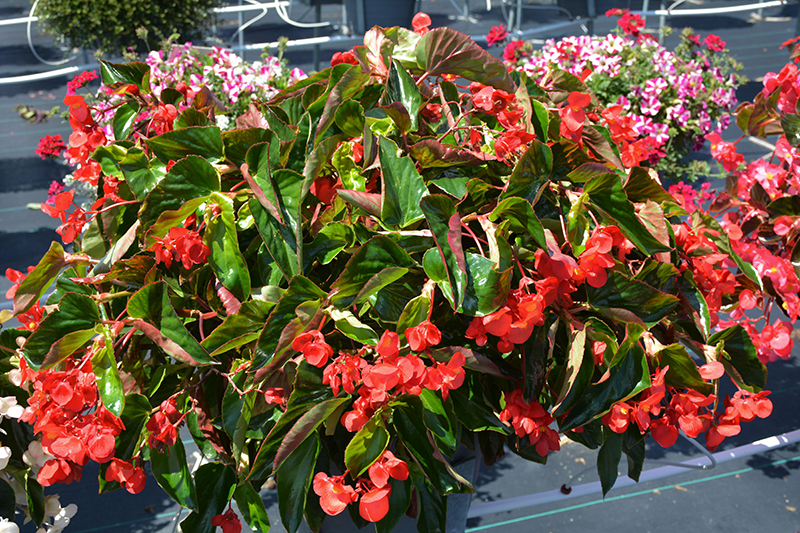 Dragon Wing Red Begonia (Begonia 'Dragon Wing Red') at Longfellow's Greenhouses