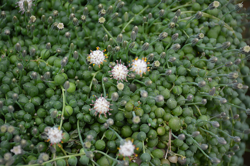 String of Pearls - Senecio rowleyanus