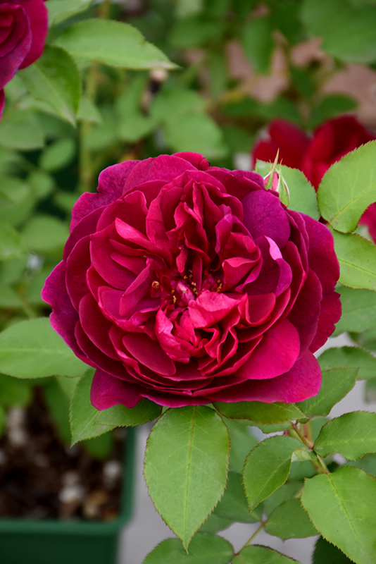 Darcey Bussell Rose (Rosa 'Darcey Bussell') at Longfellow's Greenhouses