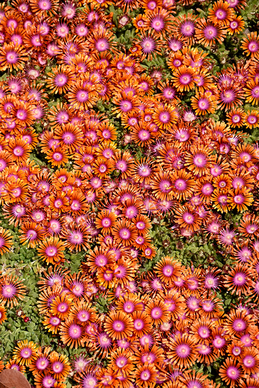 Fire Spinner Ice Plant (Delosperma 'Fire Spinner') at Longfellow's Greenhouses