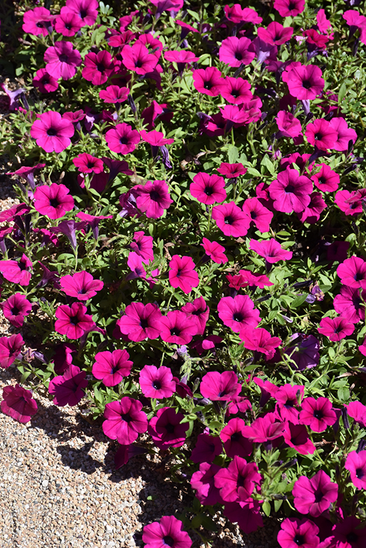 Wave Purple Classic Petunia (Petunia 'Wave Purple Classic') at Longfellow's Greenhouses