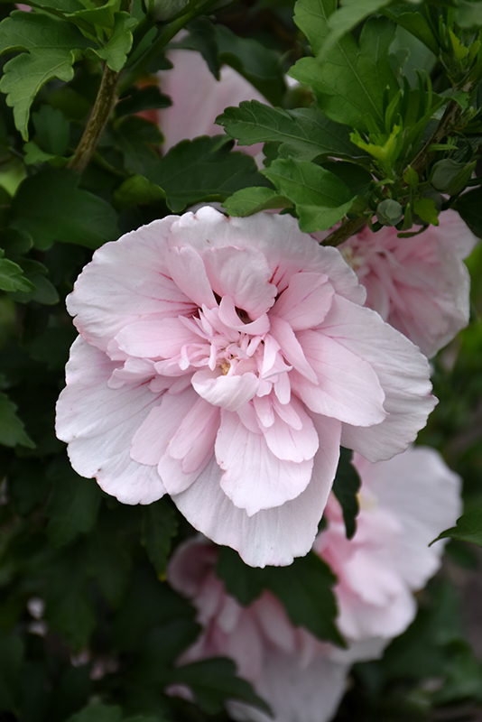 Pink Chiffon Rose of Sharon (Hibiscus syriacus 'JWNWOOD4') in Augusta  Manchester Lewiston Waterville Maine ME at Longfellow's Greenhouses