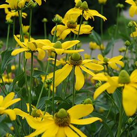 Plant Photo 5