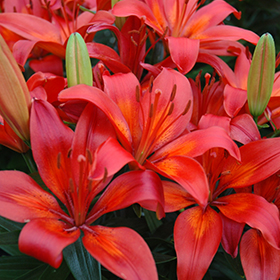 Plant Photo 9