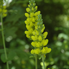 Plant Photo 1