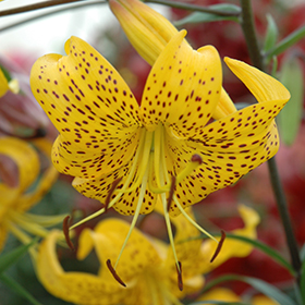 Plant Photo 7