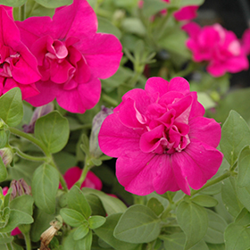 Plant Photo 2
