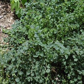 Plant Photo 10