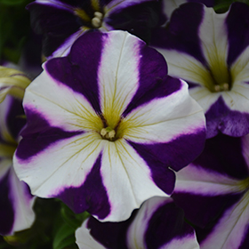 Plant Photo 2
