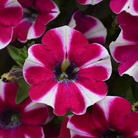Plant Photo 6