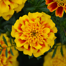 Plant Photo 5