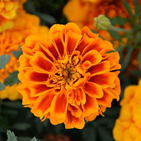 Plant Photo 4