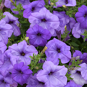 Plant Photo 2