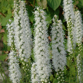 Plant Photo 1