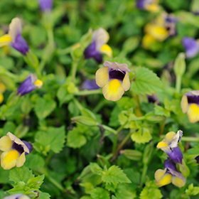 Plant Photo 10