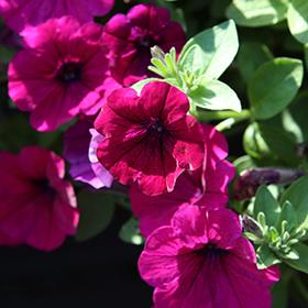 Plant Photo 10