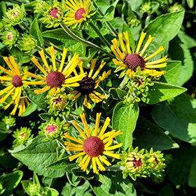 Plant Photo 3
