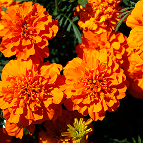 Plant Photo 3