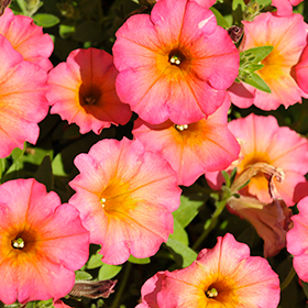 Plant Photo 1