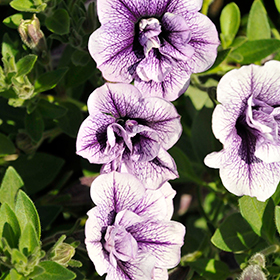 Plant Photo 3