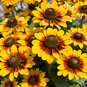 Plant Photo 2