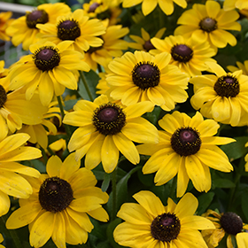Plant Photo 1