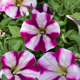 Plant Photo 7