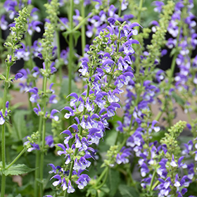 Plant Photo 6