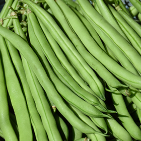 Plant Photo 8