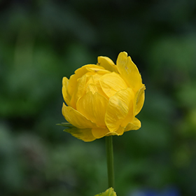 Plant Photo 9