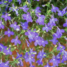 Plant Photo 6