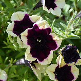 Plant Photo 6