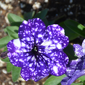 Plant Photo 4