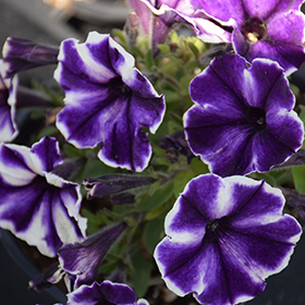 Plant Photo 9
