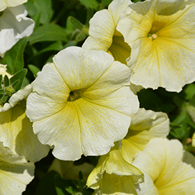 Plant Photo 1