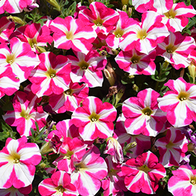 Plant Photo 1